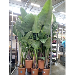 Strelitzia nicolai