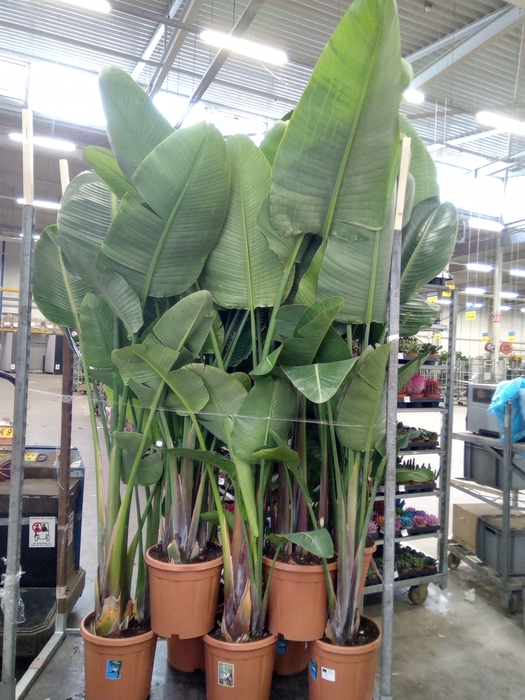 <h4>Strelitzia nicolai</h4>