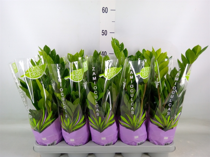 <h4>Zamioculcas zamiifolia</h4>
