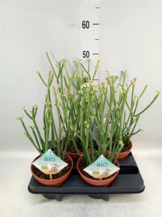 <h4>Euphorbia ...</h4>