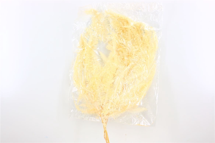 Pres Helecho Seagul 10pc Bleached Bunch