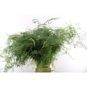 Asparagus Setaceus L85