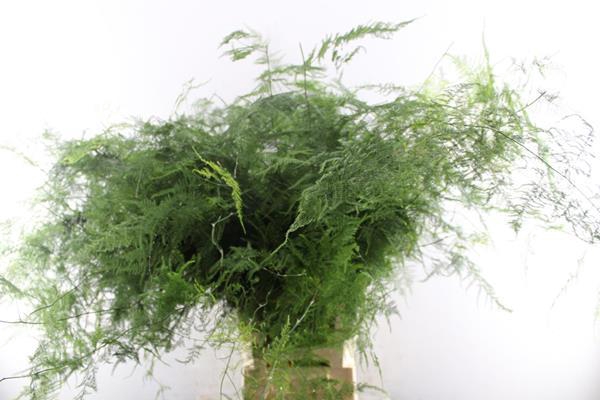 <h4>Asparagus Setaceus L85</h4>