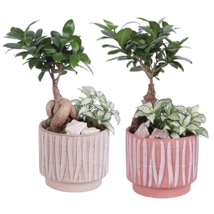 Yearround Arr. Indoor Ceramic Naturel Touch NT667 Ø14cm 2PP