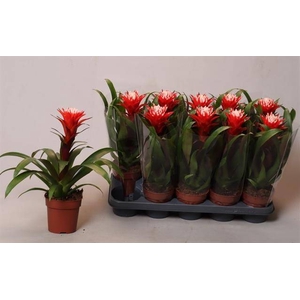 Guzmania Hope 12Ø 35cm