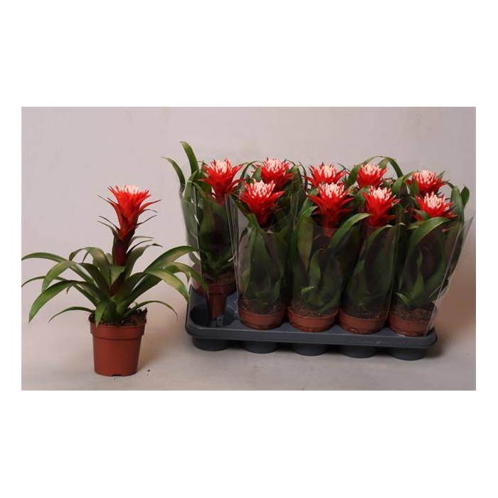 <h4>Guzmania Hope 12Ø 35cm</h4>