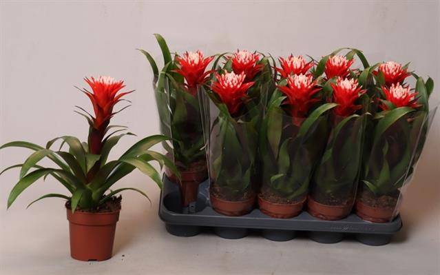 Guzmania Hope 12Ø 35cm