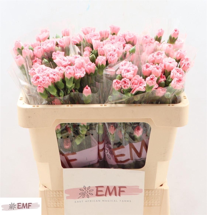 <h4>Di Tr Rascal Pink</h4>