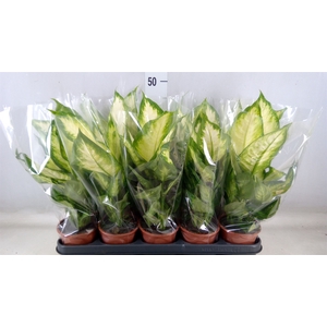 Dieffenbachia  'Camilla'