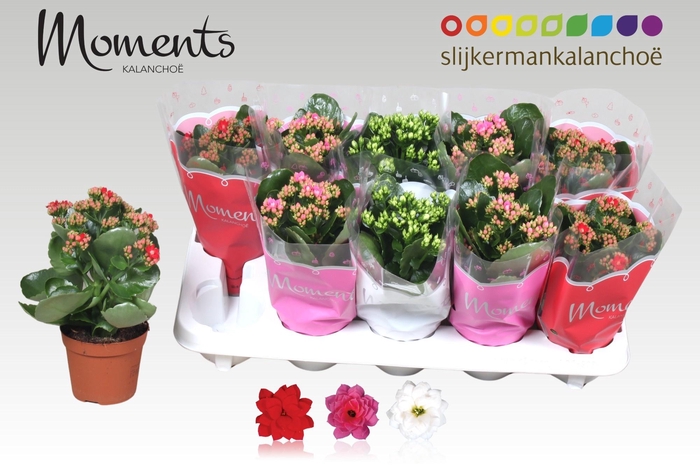 <h4>KAL GE GEM 3 KL</h4>