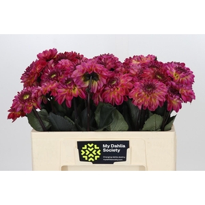 Dahlia Dancing Don