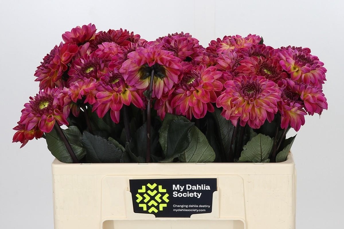 <h4>Dahlia Dancing Don</h4>