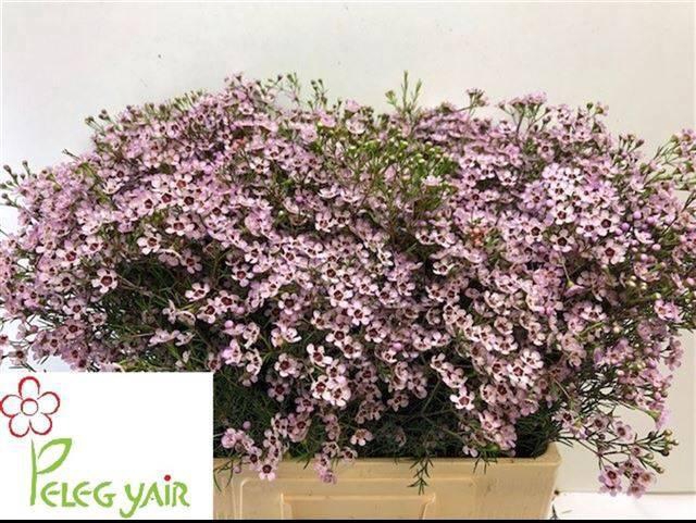 <h4>CHAME UN JUPITER SOL</h4>