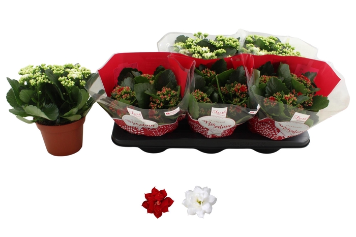 <h4>KAL GE RO GEM 2 KL</h4>