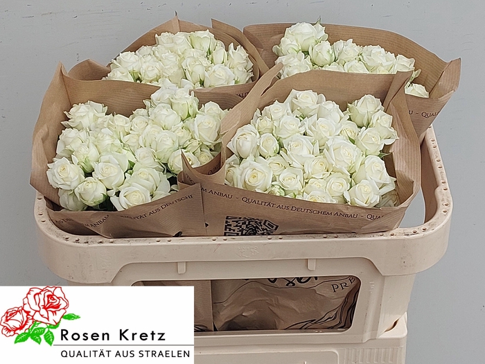 <h4>R TR WHITE BUBBLES</h4>