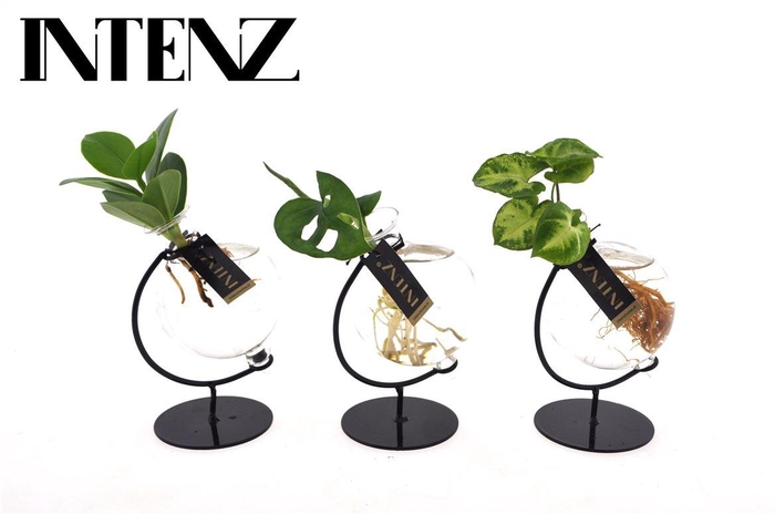 <h4>Opm Intenz Gemengd Glas Victoria</h4>