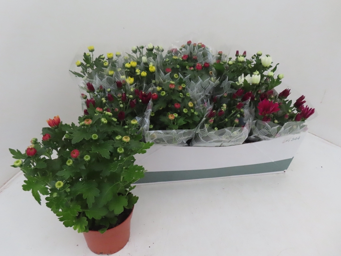 <h4>CHRYS GEM 4 KL</h4>