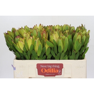 Leucadendron Goldstrike