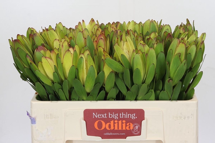 <h4>Leucadendron Goldstrike</h4>