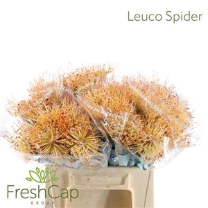 Leuco Spider