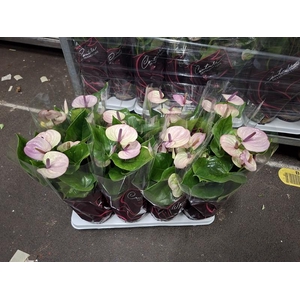 Anthurium Andr. Laguna