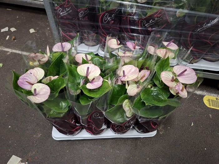 <h4>Anthurium Andr. Laguna</h4>