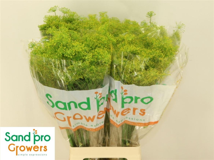 <h4>Anethum Graveolens</h4>