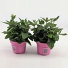 Platycodon Astra Pink
