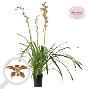 Cymbidium Cuba Libre 3 tak