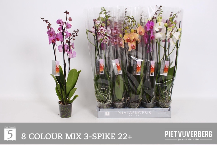 <h4>PHAL GEM 8 KL</h4>