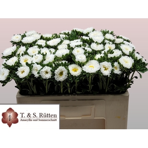Callis Mats White Ruetten