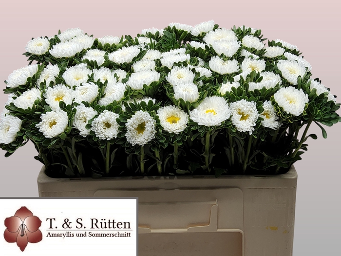 <h4>Callis Mats White Ruetten</h4>