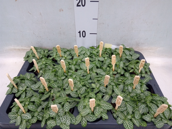 <h4>Fittonia verschaf.</h4>