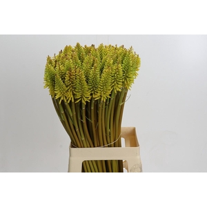 Kniphofia Eycone Yellow