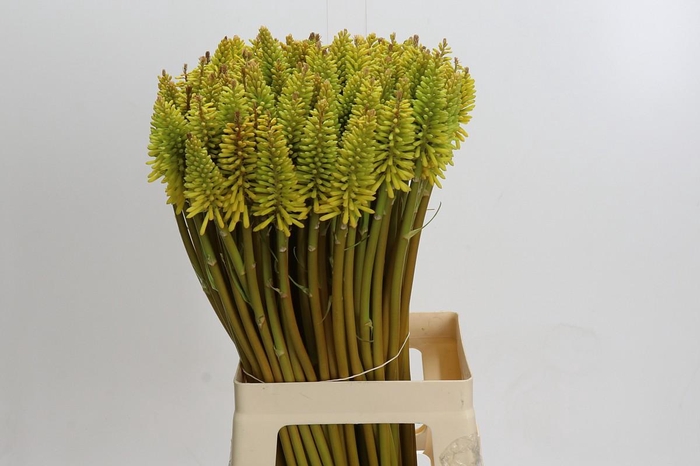 <h4>Kniphofia Eycone Yellow</h4>
