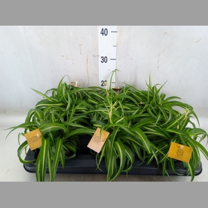 Chlorophytum com. 'Bonnie'