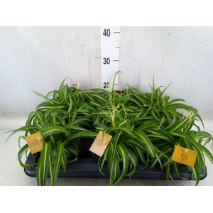 Chlorophytum com. 'Bonnie'