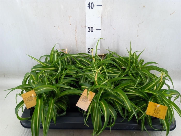 <h4>Chlorophytum com. 'Bonnie'</h4>