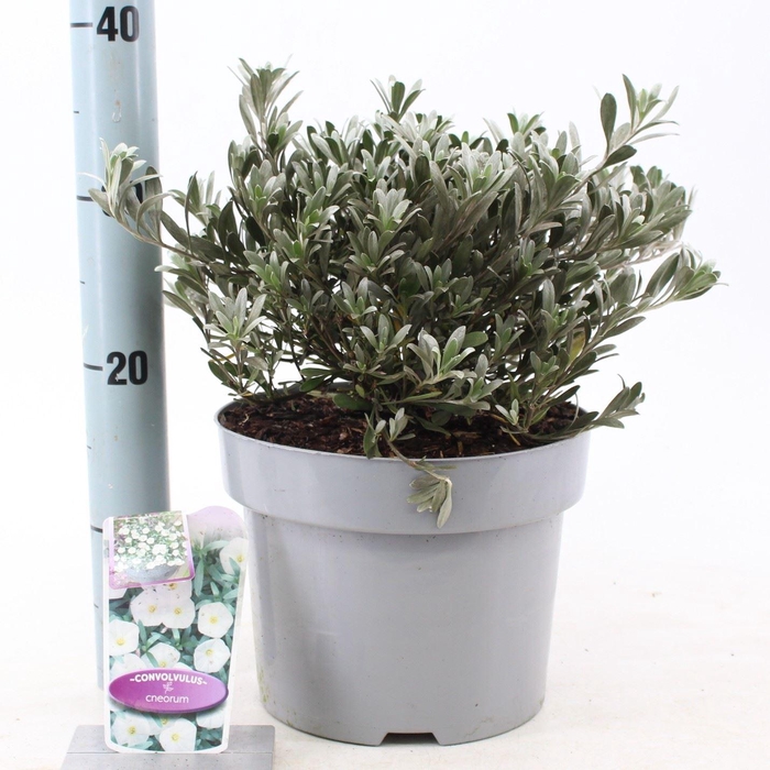 <h4>Convolvulus cneorum</h4>