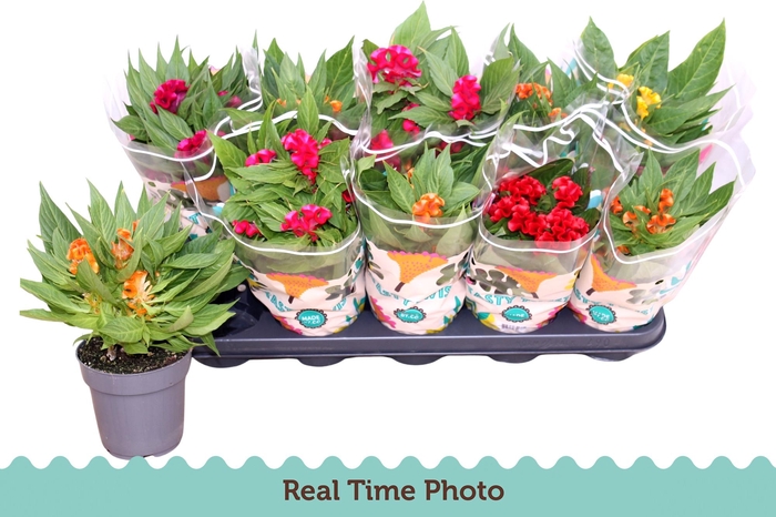 <h4>CEL CR TWIST GEM</h4>