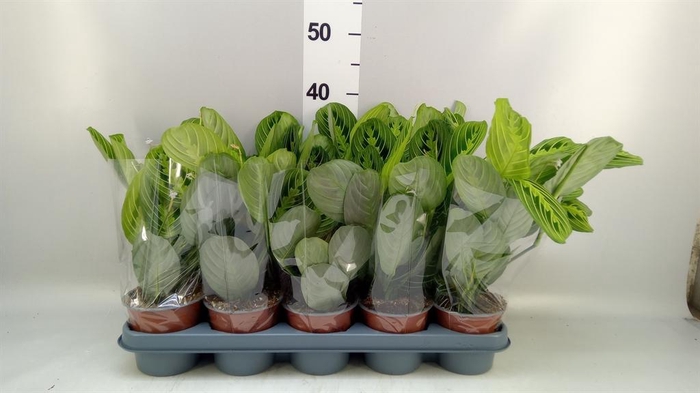 <h4>Maranta leuc. 'Lemon'</h4>