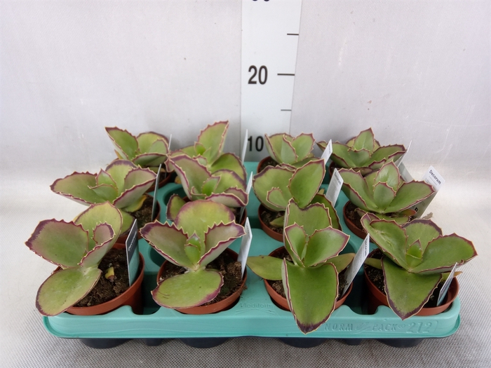 <h4>Kalanchoe NF   ...</h4>