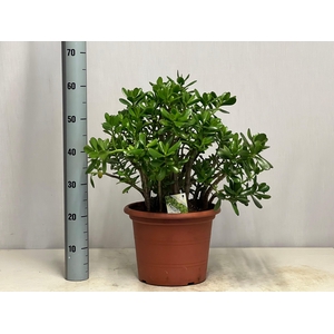 CRASS OVATA