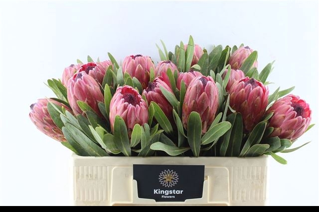 <h4>PROTEA RED ICE</h4>