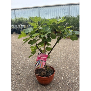Ficus carica (Vijg) schaal
