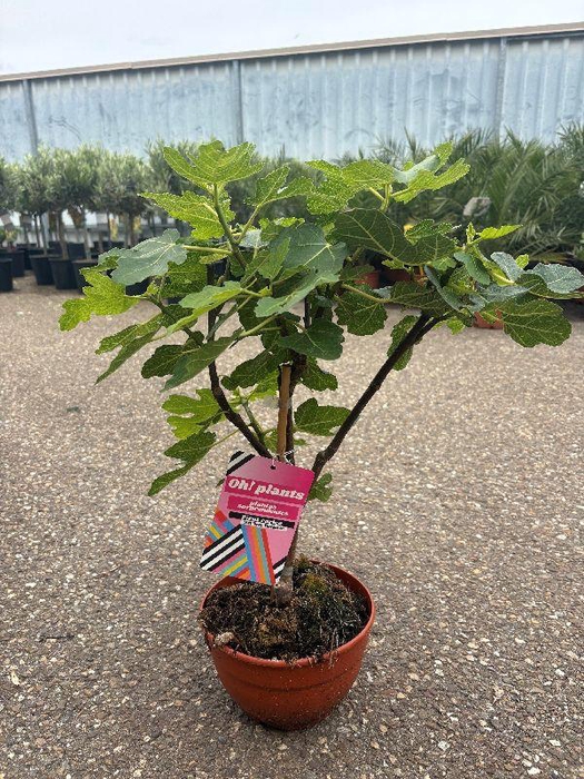 <h4>Ficus carica (Vijg) schaal</h4>