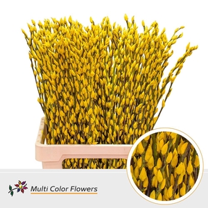 SALIX DYED PUSSYWILLOW YELLOW