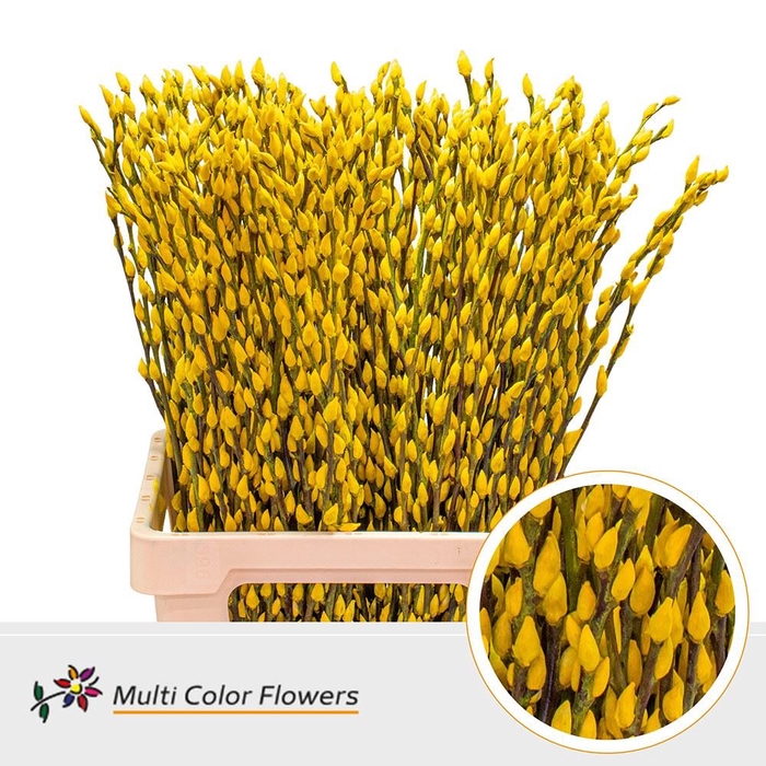 <h4>SALIX DYED PUSSYWILLOW YELLOW</h4>