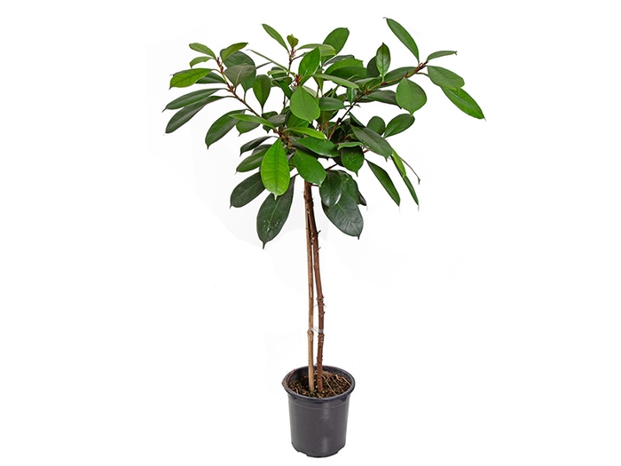 <h4>FICUS CYATHISTIPULA P23 FORMATO ARVORE</h4>