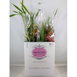 Cymbidium   ...mix